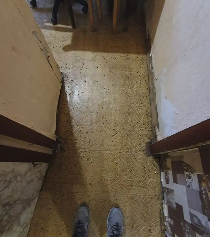 Уничтожение тараканов по адресу Москва, проспект Андропова 2023г